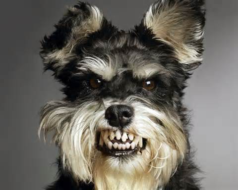vicious terrier.jpg